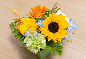 フラワーラボ　デイジーヒル