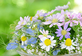 フラワーラボ　デイジーヒル