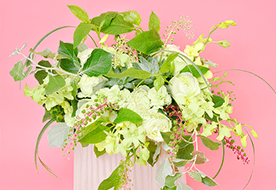 フラワーラボ　デイジーヒル